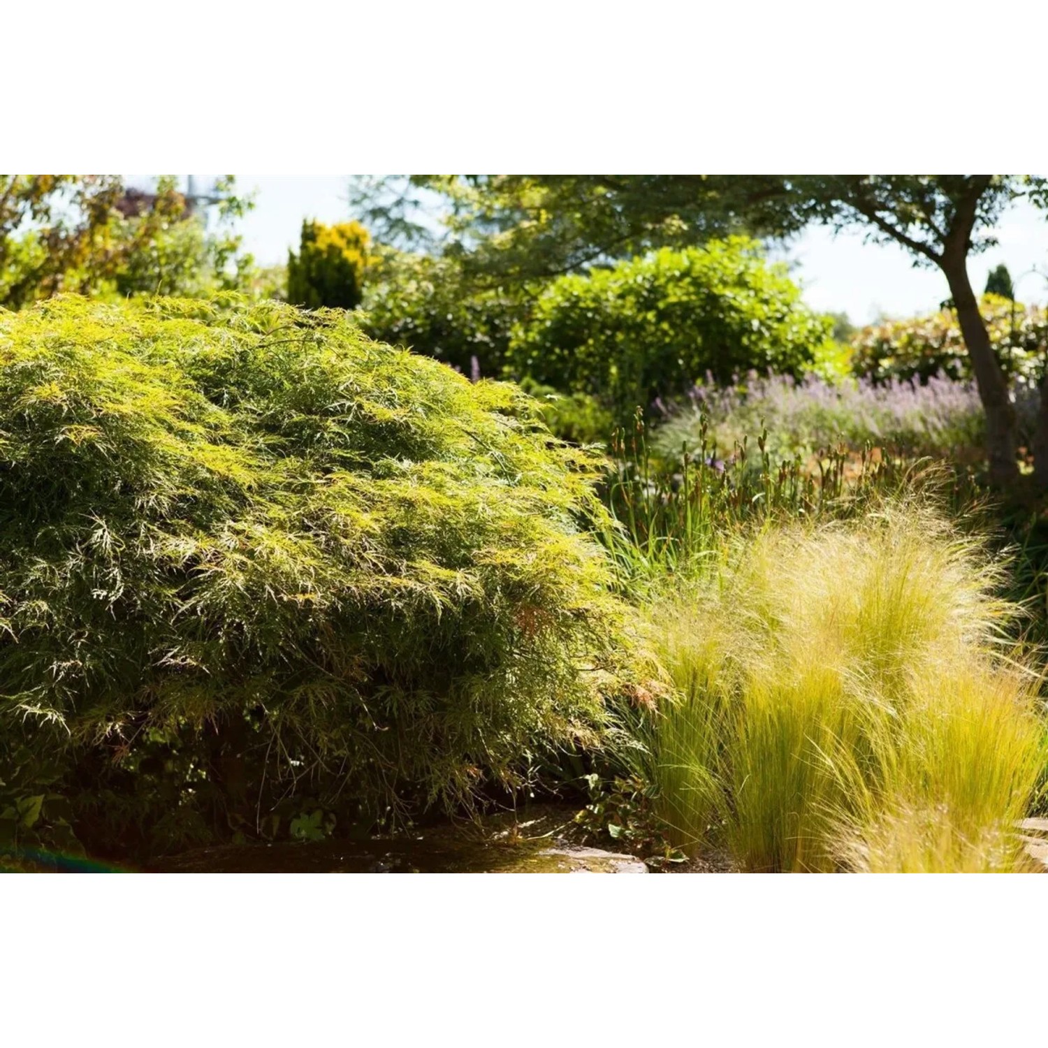 Filigraner, grüner Japanischer Ahorn (Acer Palmatum Dissectum) im Garten.