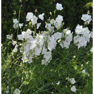 Weiße Pfirsichblütige Glockenblume (Campanula persicifolia Alba) im Garten.