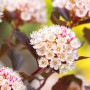 Blasenspiere 'Black Panther' mit weißen Blüten und dunklem Laub.