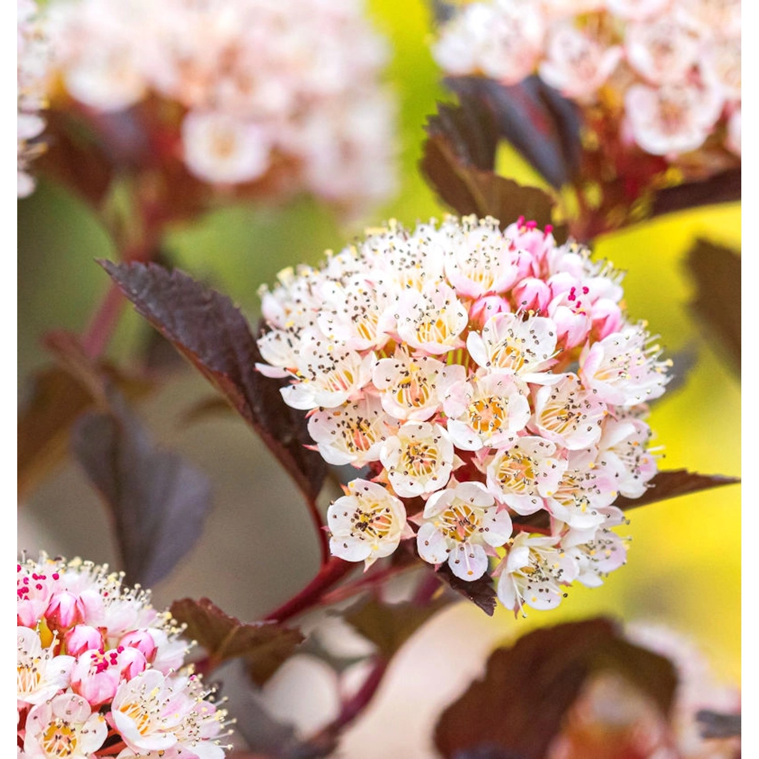 Blasenspiere Black Panther 40-60cm - Physocarpus opulifolius günstig online kaufen