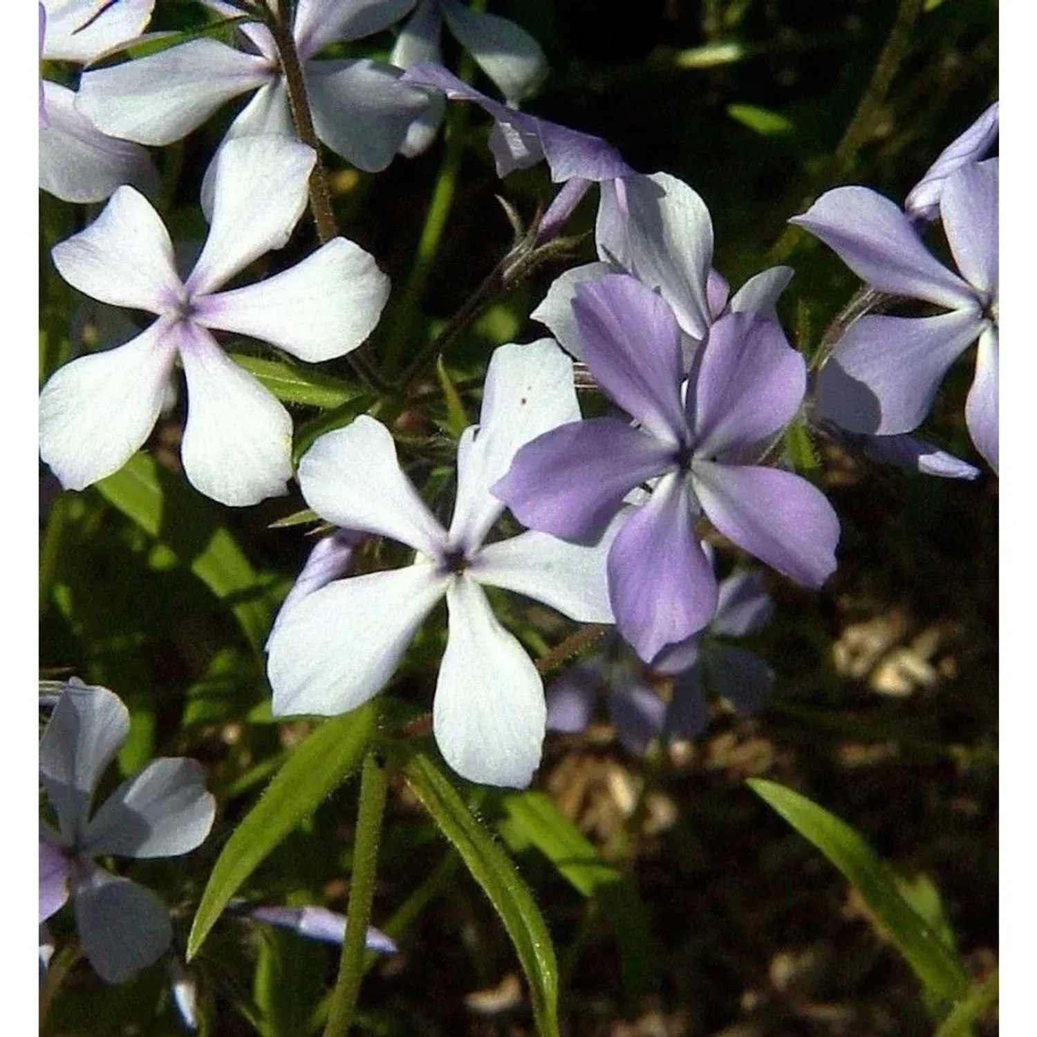 Flammenblume - Phlox divaricata