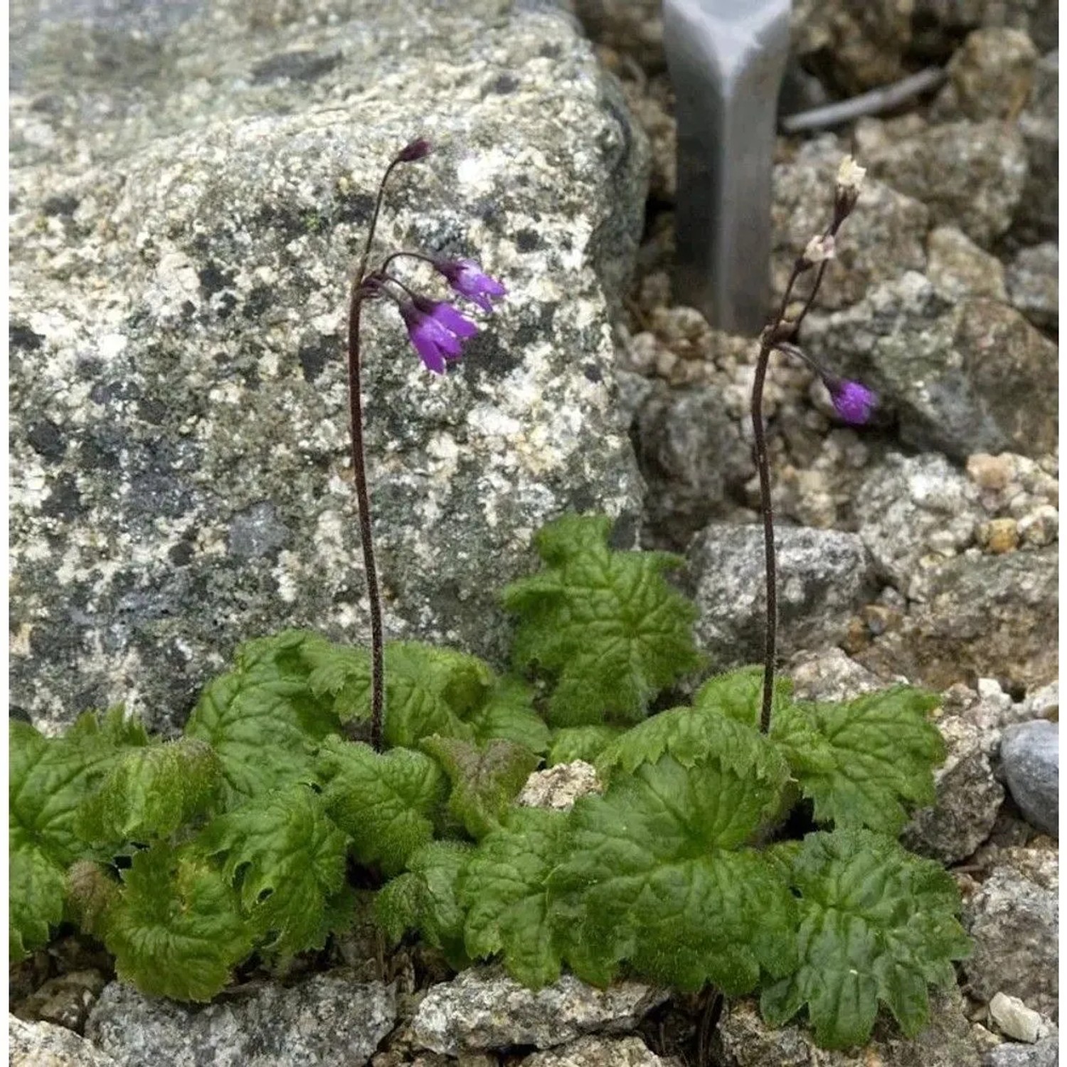 Heilglöcklein Alpen Glöckchen - Cortusa matthioli