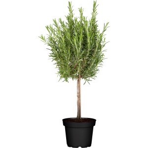 GROW by OBI Gewürzstamm Mix im Topf, ca. 14 cm Ø, mit Rosmarin. Kräuter für mediterrane Küche.