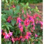 Fuchsie Tom Thumb - Fuchsia magellanica