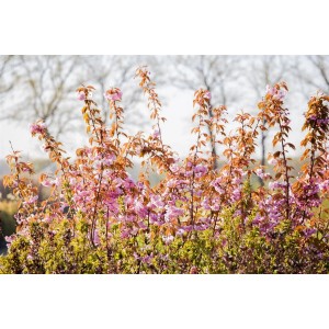 Japanische Blütenkirsche 'Kanzan' mit rosa Blüten, ca. 150-200 cm hoch.