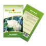Samentüte Deine Gartenwelt Blumenkohl Erfurt mit großem, weißen Blumenkohlkopf.