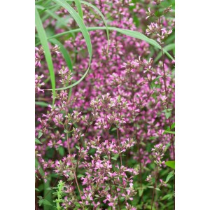 Purpurrosa blühender Zier-Oregano (Origanum Laevigatum Hopley) im 9x9 cm Topf.