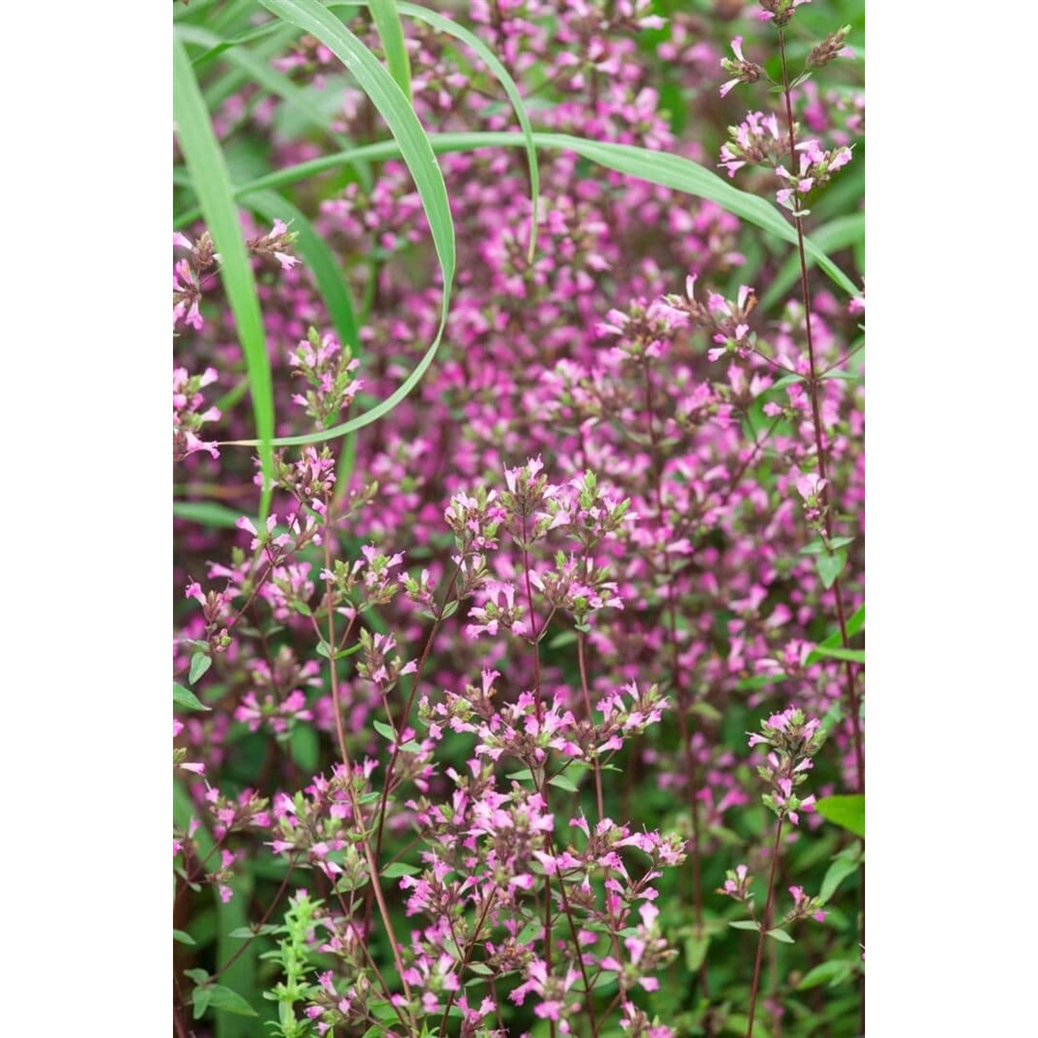 Origanum Laevigatum Hopley Dost Ca. 9x9 cm Topf günstig online kaufen