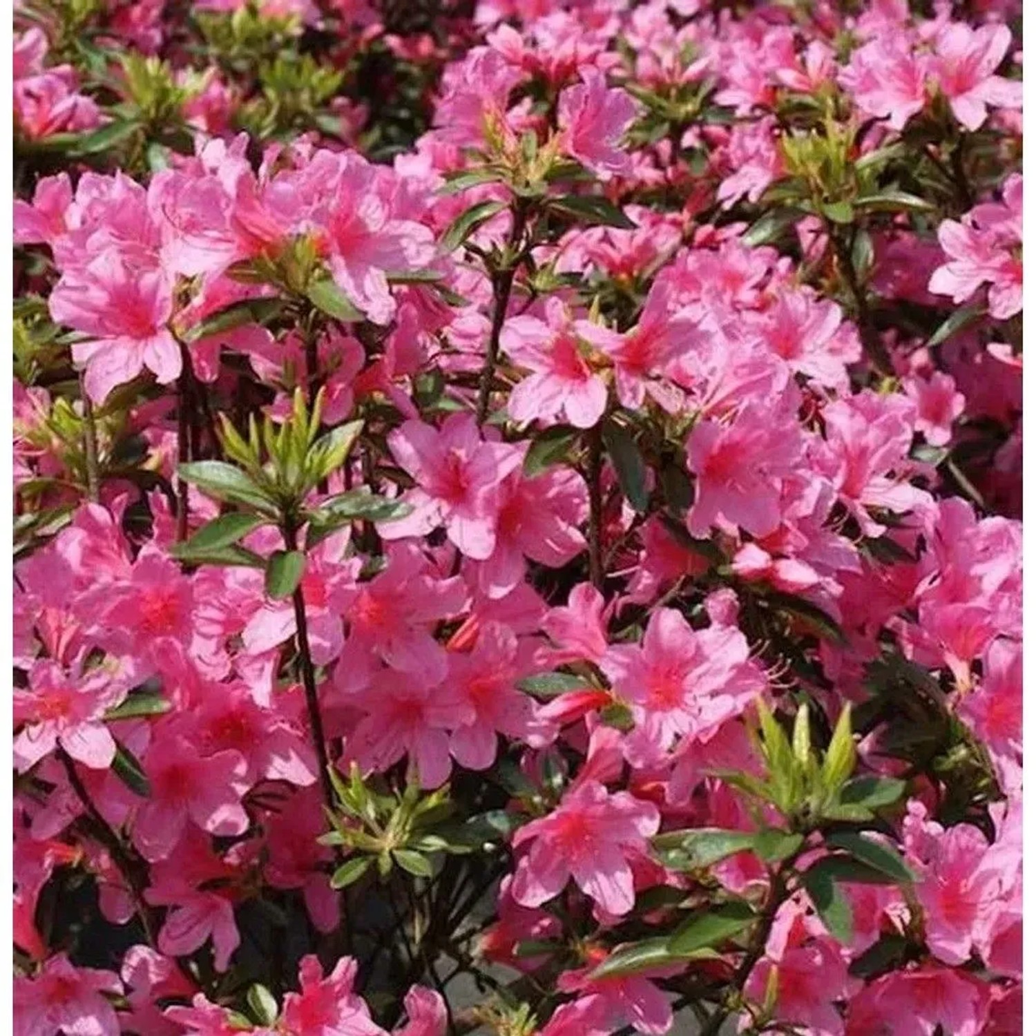 Japanische Azalee Madame Albert v. Hecke 15-20cm - Rhododendron obtusum - Zwerg Alpenrose