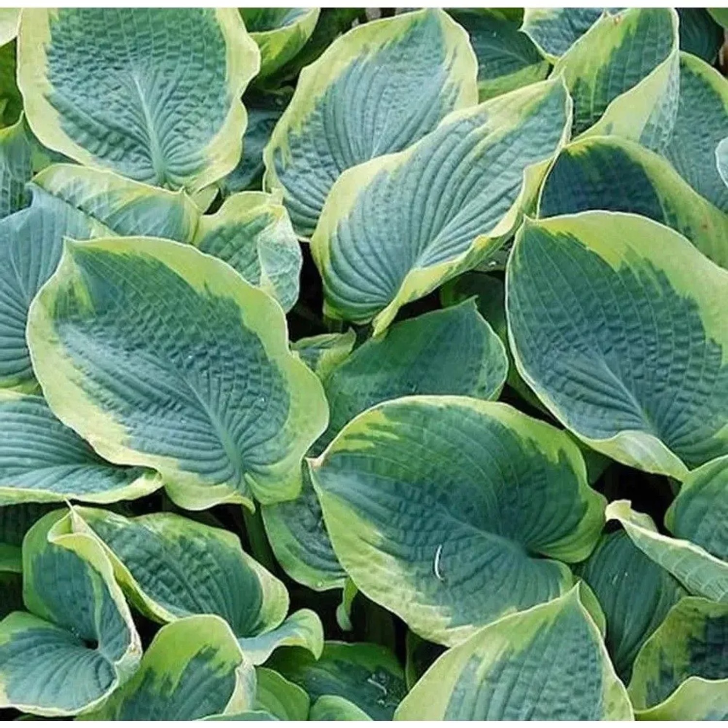 Grünblattfunkie Frances Williams - Hosta sieboldiana