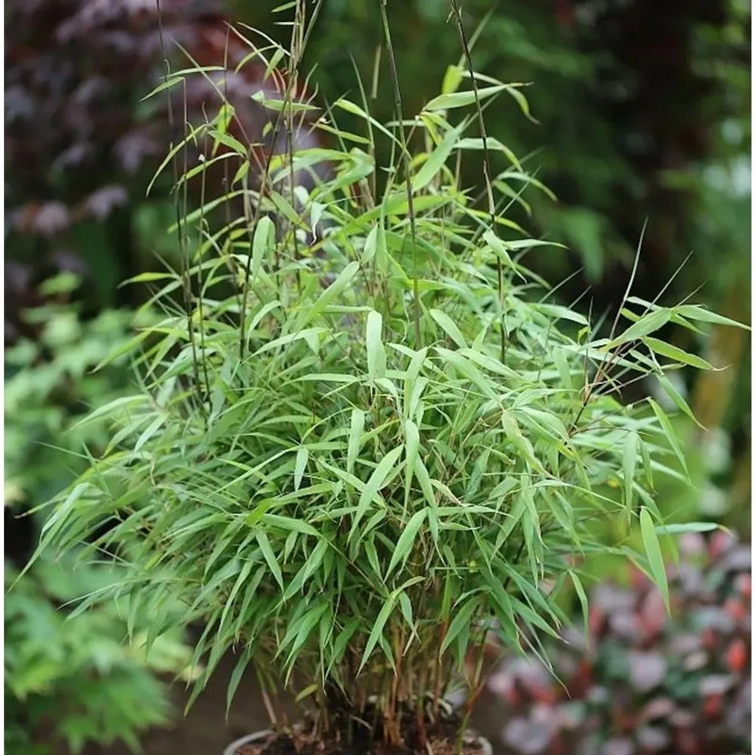 Gartenbambus Asian Wonder 80-100cm - Fargesia Scabrida