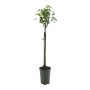 Schwarze Johannisbeere Titania als BIO Stamm im Topf, ca. 60-70cm hoch.