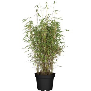 Bambus Volcano im Topf, ca. 60-80 cm hoch, Fargesia nitida, ideal als Sichtschutz.