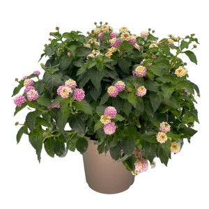 Wandelröschen 'Violett' im Topf, eine farbenfrohe, blühende Kübelpflanze von GROW by OBI.