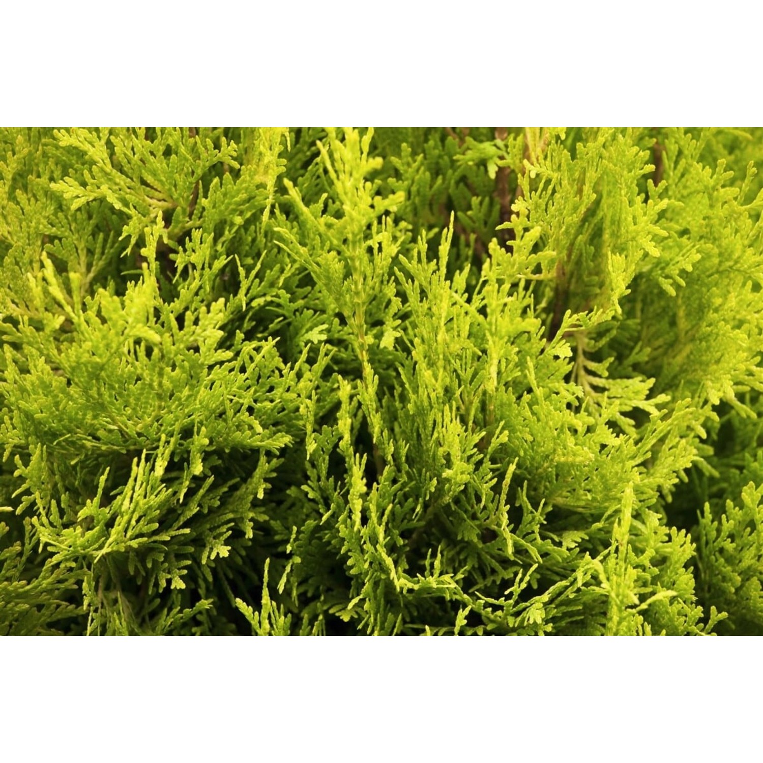 Thuja occidentalis 'Jantar' 40-60 cm günstig online kaufen