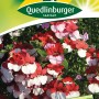Quedlinburger Nemesie Elfenspiegel 'Red and White' Blumensamen mit rot-weißen Blüten.