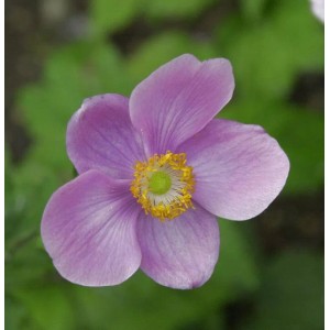 Herbstanemone Rosenschale - Anemone japonica