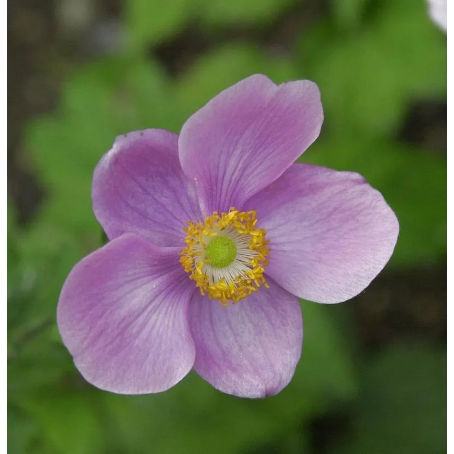 Herbstanemone Rosenschale - Anemone japonica