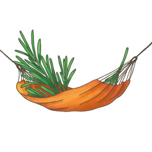 Illustration: Hängerosmarin (Salvia rosmarinus) in orangefarbener Hängematte.