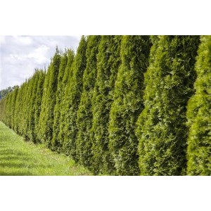 Reihe von Thuja 'Smaragd' Spiralen (150-175 cm) als grüne Heckenpflanzen im Garten.