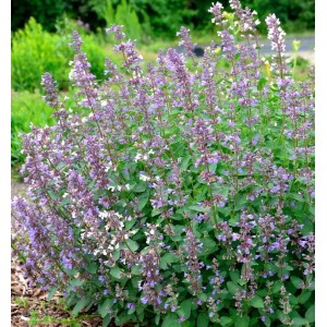 Blühende Katzenminze Summer Magic (Nepeta grandiflora) im Garten, lila Blüten.