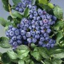 Ertragreicher Heidelbeerstrauch Bluecrop (80–100 cm) mit reifen, blauen Beeren und grünen Blättern.