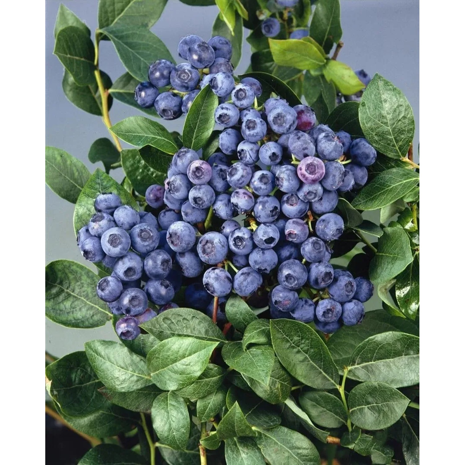 Ertragreicher Heidelbeerstrauch Bluecrop (80–100 cm) mit reifen, blauen Beeren und grünen Blättern.
