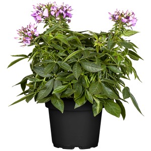 Spinnenblume (Cleome spinosa) im Topf, ca. 10-20 cm hoch, mit rosa Blüten.