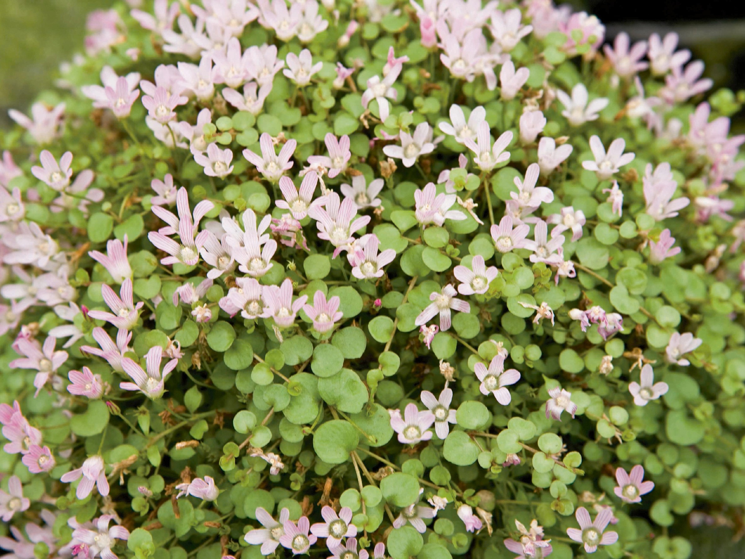 Adhafera Hühnergeschirr Mit Leine – Pink, Größe S, Für Hühner, Enten & Mehr, Mit Klettverschluss