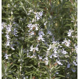 Blühender Rosmarin Veitshöchheim (Rosmarinus officinalis) mit zarten, hellen Blüten.