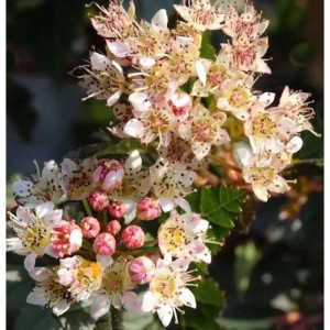 Blasenspiere Little Devil mit weißen Blüten und rötlichen Blättern.