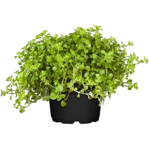 Kanonierblume (Pilea Depressa) im Topf, grüne Zimmerpflanze.