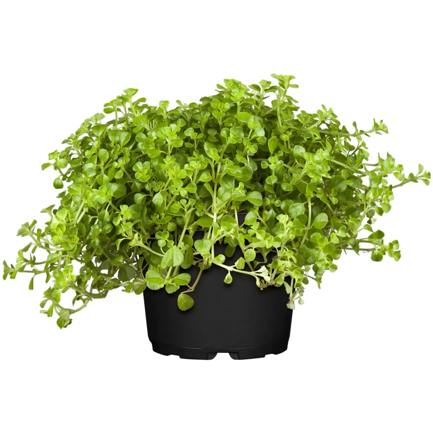 Pilea kaufen bei OBI