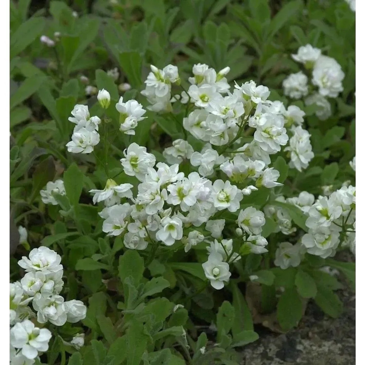 Gänsekresse Plena - Arabis caucasica
