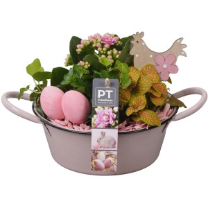 Frühlingsarrangement im altrosa Zink-Gefäß mit Kalanchoe, Fittonie, Efeu und Deko-Eiern.