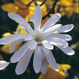 Nahaufnahme einer weißen Sternmagnolie (Magnolia stellata) mit sternförmigen Blüten.
