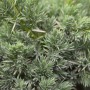 Detailaufnahme des bläulichen Zwergwacholders Juniperus Squamata Meyeri, 20-30 cm hoch.