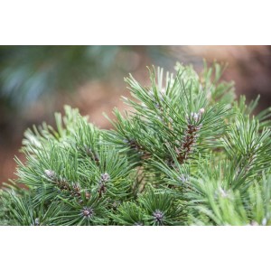 Detailaufnahme der Berg-Kiefer (Pinus Uncinata) mit grünen Nadeln und kleinen Zapfen.