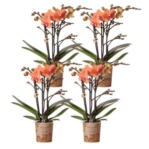 Kombi-Deal: 4 orange Kolibri Orchideen Phalaenopsis im Topf (9cm). Blühende Zimmerpflanzen.