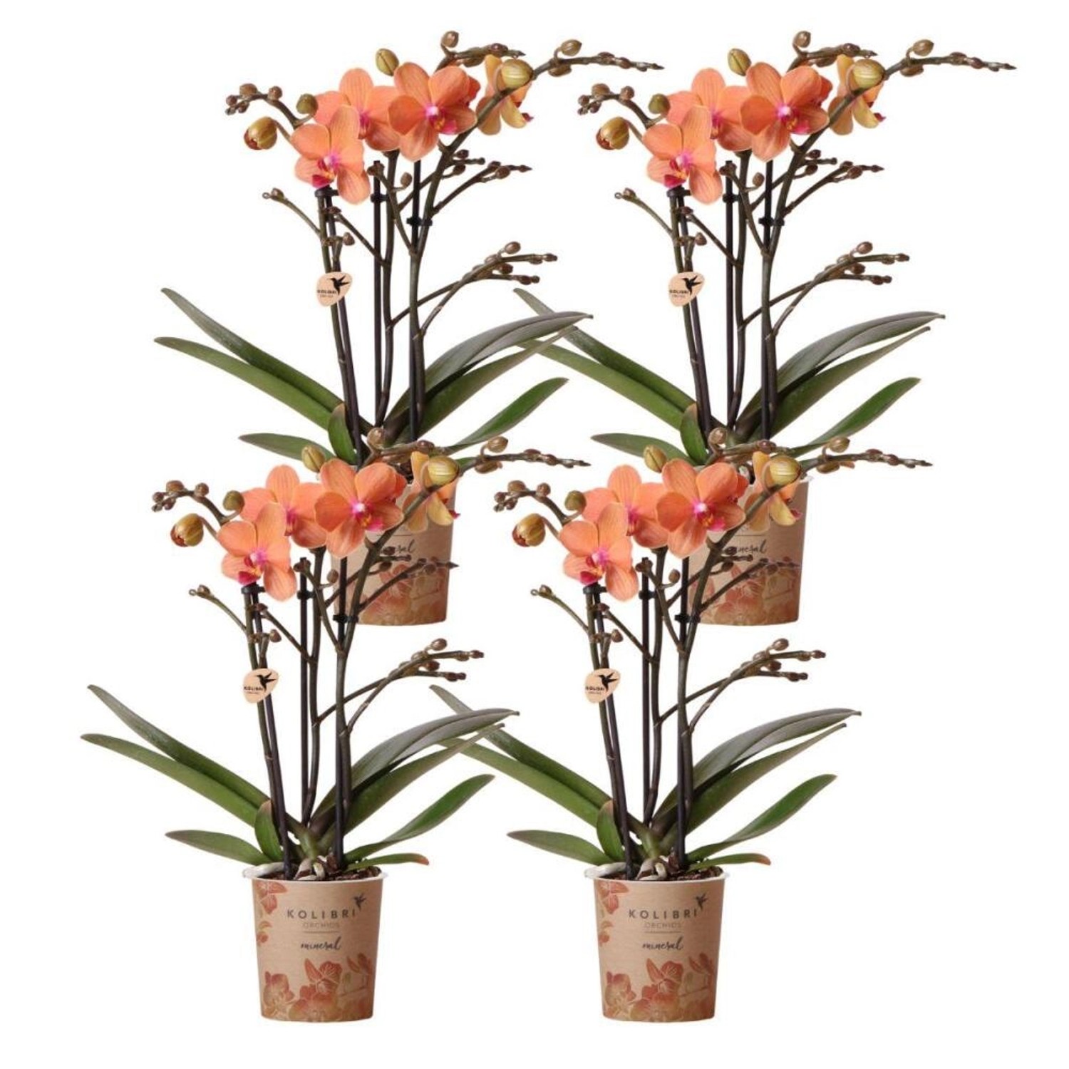 Kolibri Orchids Kombideal 4 Orange Phalaenopsis Orchideen Bozen Topfgröße 9cm Blühende Zimmerpflanze