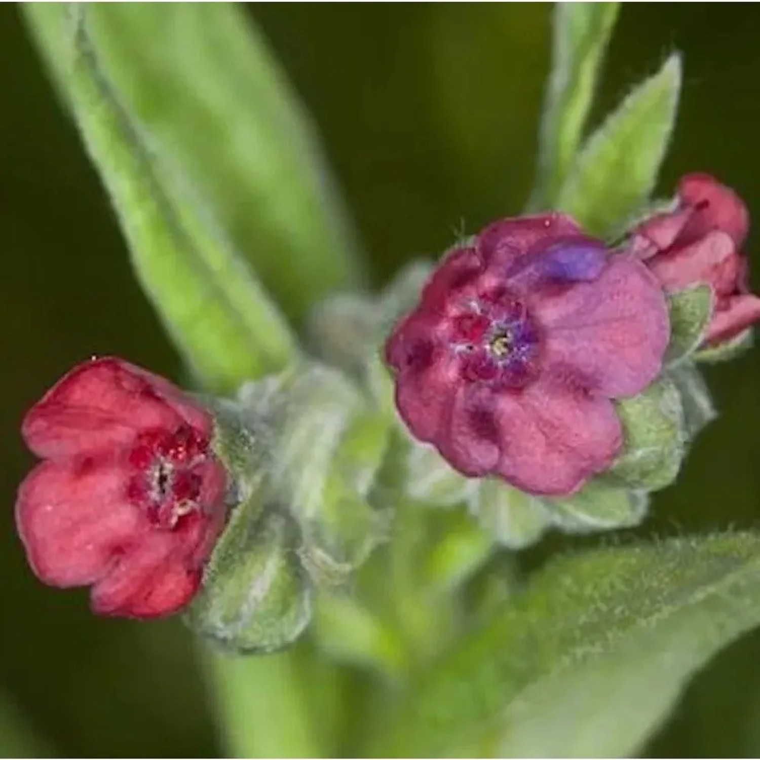 Gewöhnliche Hundszunge - Cynoglossum officinale