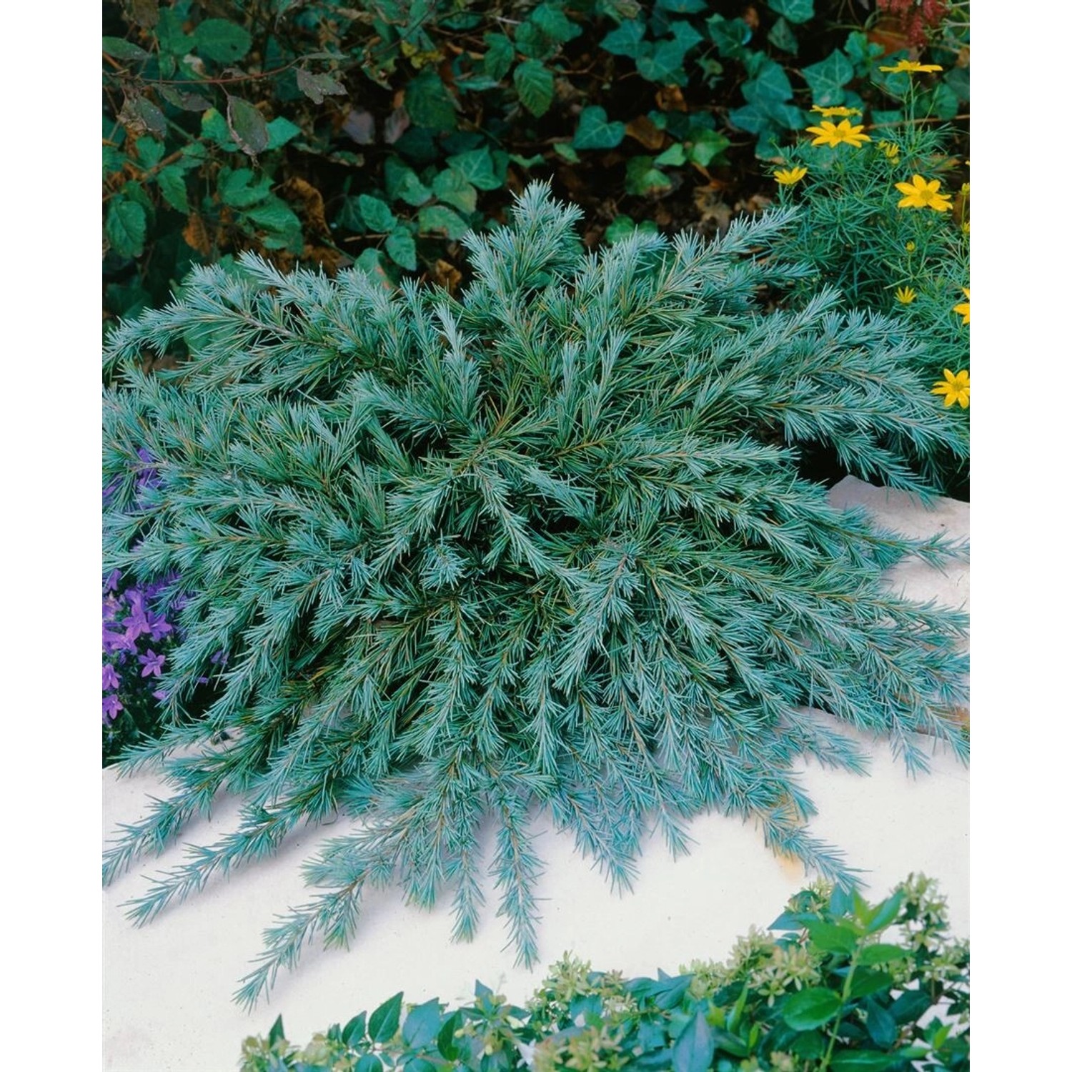 Cedrus Deodara Blue Globe Himalaya-Zeder Blau 120 cm Stammhöhe günstig online kaufen