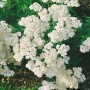 Nahaufnahme der weißen Blüten der Schafgarbe 'White Beauty' im 9x9 cm Topf.