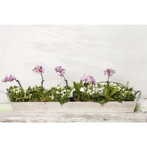 Violette Polsterglockenblume (Campanula) im Topf, arrangiert mit weißen Blüten und Grünpflanzen in einer länglichen Holzschale.
