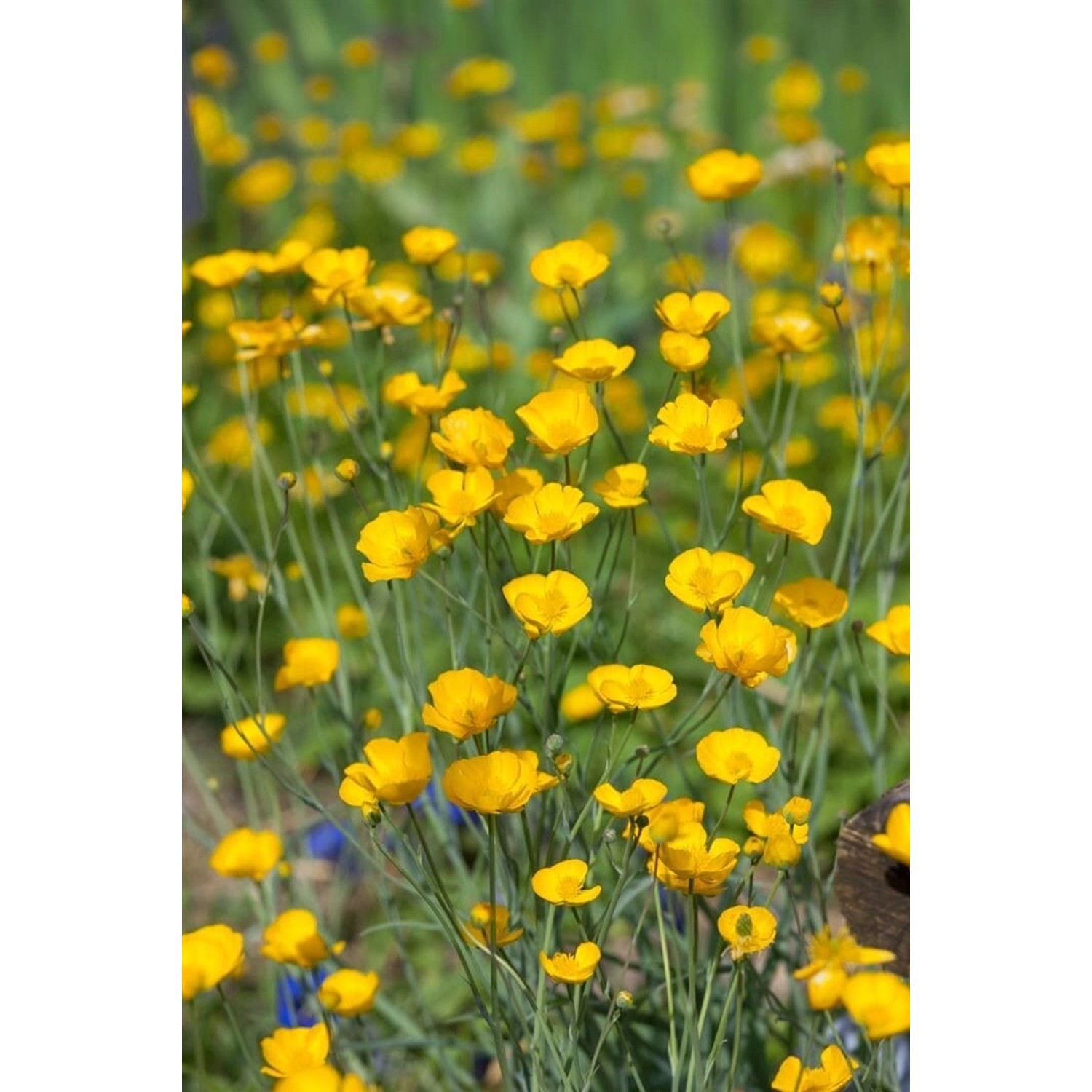 Ranunculus Gramineus Grasblättriger Hahnenfuß Ca. 9x9 cm Topf günstig online kaufen