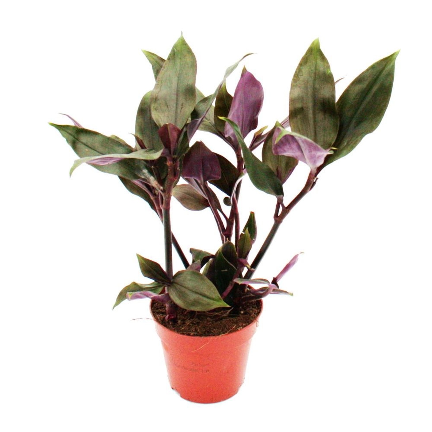 Exotenherz Dreimasterblume Tradescantia Spathacea Roxxo Pflegeleichte Zimmerpflanze 12cm Topf Lila