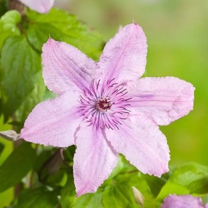 Waldrebe 'Hagley Hybrid' Clematis 50 bis 60 cm im Container Rosa Blüten