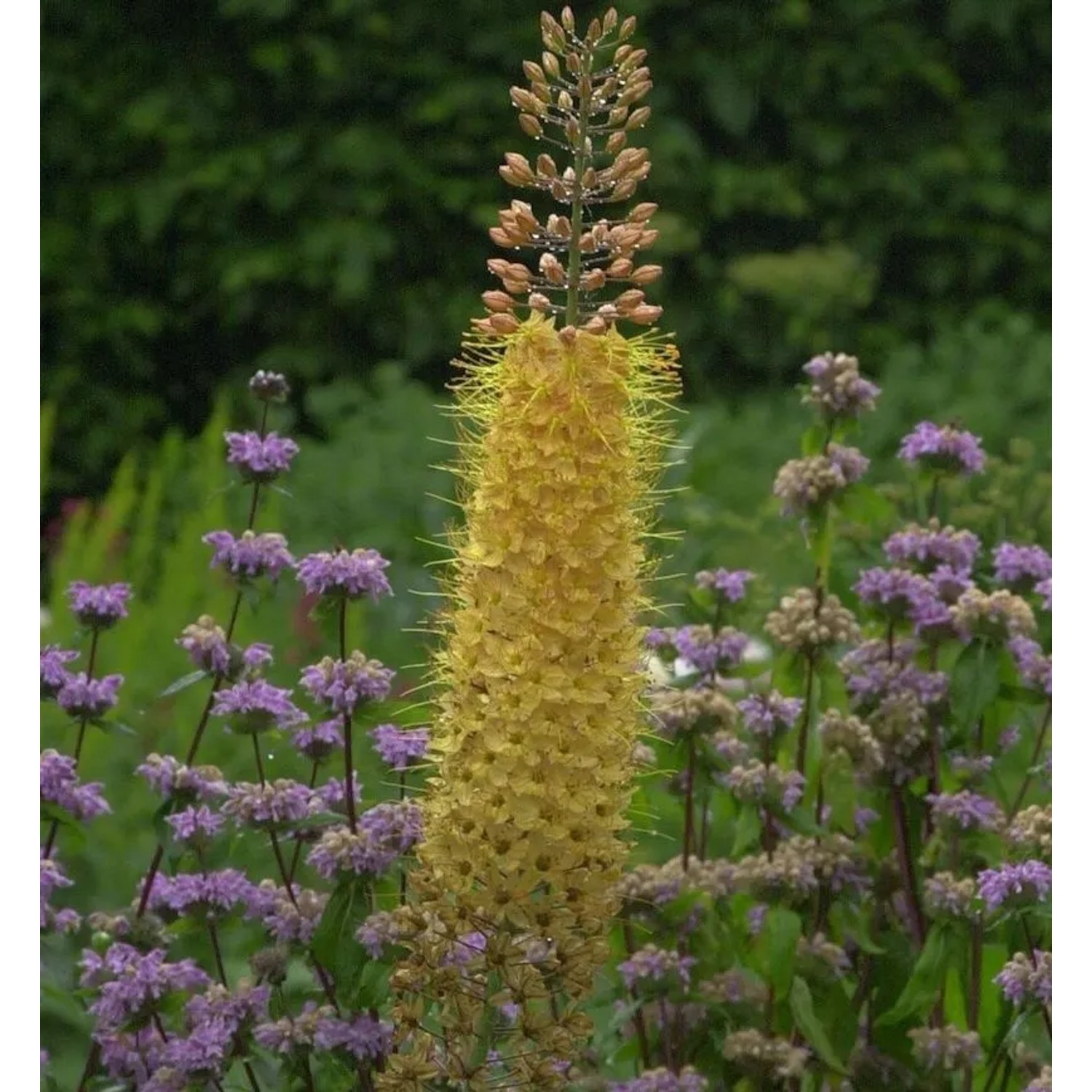 Steppenkerze Pinokkio - Eremurus isabellinus