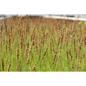 Molinia Moorhexe Moorgras im 2-3 Liter Container, filigrane Blütenrispen im Garten.