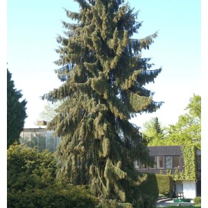 Mähnenfichte (Picea breweriana), 50-60cm, im Garten. Immergrüner Strauch mit hängenden Zweigen.